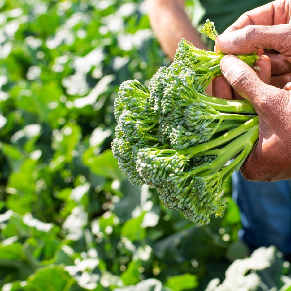 Bimi® Broccoli